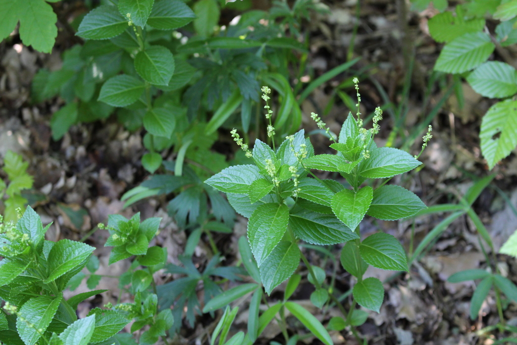 Mercurialis ovata (Mercurialis ovata)
