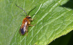 Eucera longicornis