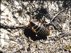 Polyzosteria pulchra