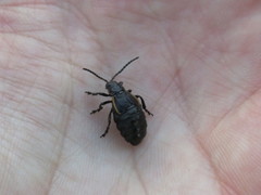 Arima marginata