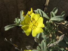 Crocanthemum glomeratum