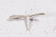 Hellinsia didactylites