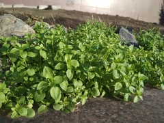 Stellaria media