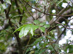 Alectryon excelsus excelsus