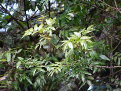 Alectryon excelsus excelsus