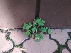 Chelidonium majus