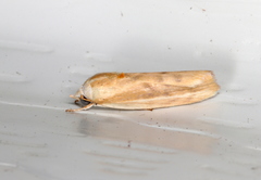 Earias huegeliana