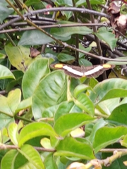 Doxocopa laure laure