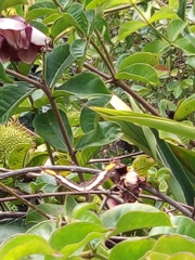 Doxocopa laure laure