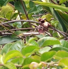 Doxocopa laure laure