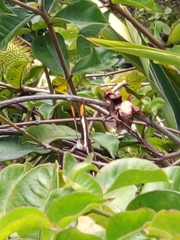 Doxocopa laure laure