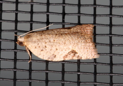 Meritastis
