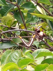 Doxocopa laure laure