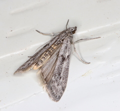 Homoeosoma vagella