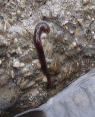 Erpobdellidae