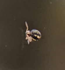 Sminthurinus elegans