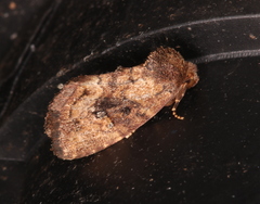 Elusa