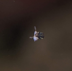 Sminthurinus elegans