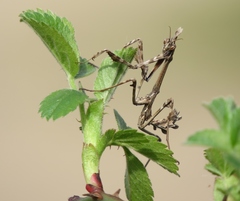 Empusa