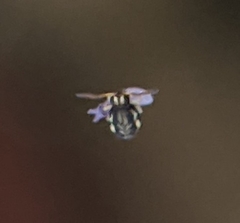 Sminthurinus elegans