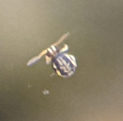 Sminthurinus elegans