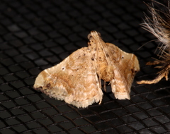 Scenedra decoratalis