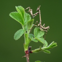 Empusa