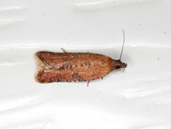 Constrictana constrictana