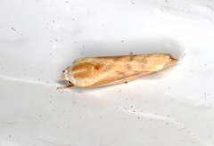 Earias huegeliana