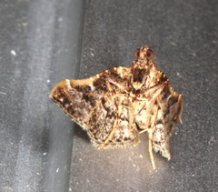 Scenedra decoratalis