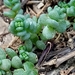 Sedum dasyphyllum dasyphyllum - Photo (c) Karim Haddad, μερικά δικαιώματα διατηρούνται (CC BY), uploaded by Karim Haddad