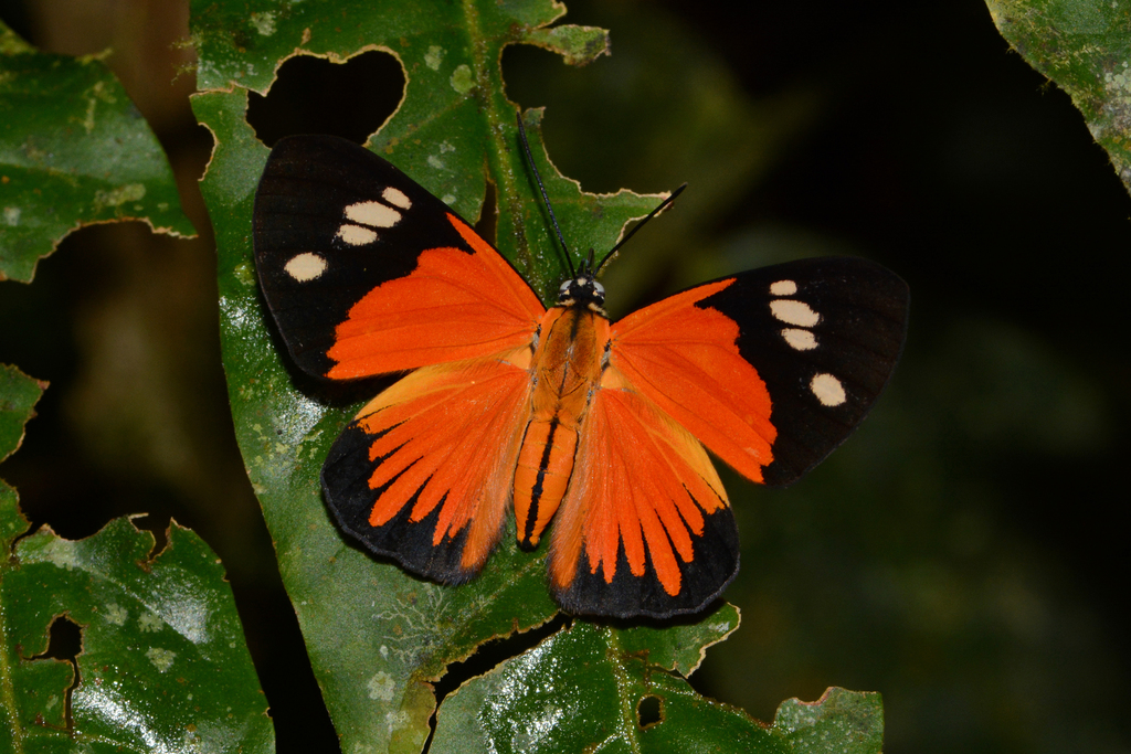 Paraphthonia