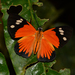 Metalmark Butterflies - Photo (c) Ken Kertell, some rights reserved (CC BY-NC), uploaded by Ken Kertell