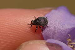 Cleopomiarus graminis