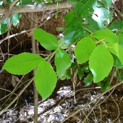 Laurelia sempervirens
