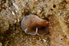 Euryleptidae