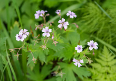 Geranium krylovii
