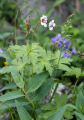 Geranium krylovii