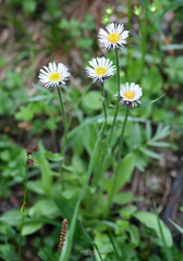 Erigeron eriocephalus