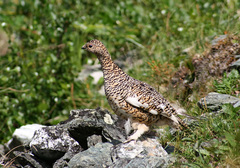 Lagopus muta komensis