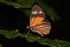 Paraphthonia cteatus