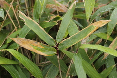 Puccinia kusanoi