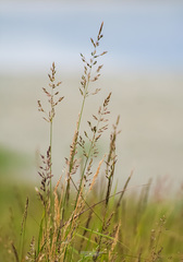 Arctagrostis latifolia