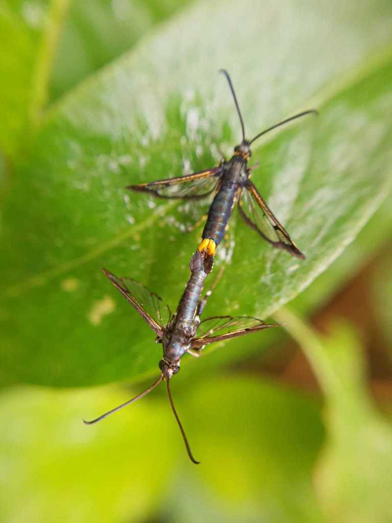 Carmenta fulvopyga
