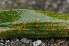 Puccinia kusanoi