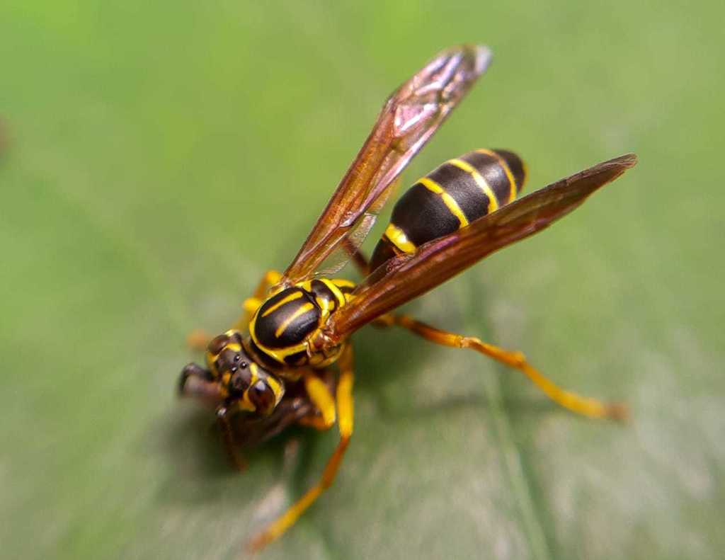 Agelaia multipicta