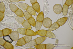 Puccinia kusanoi
