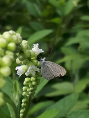 Zizula hylax pygmaea