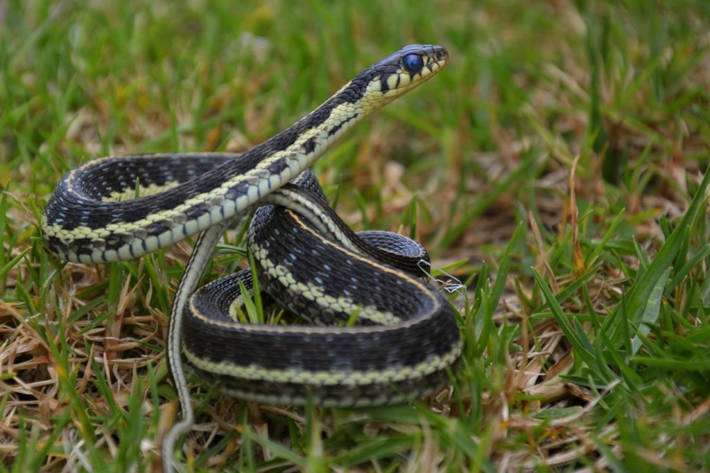 Mexican Highlands Garter Snake