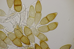 Puccinia kusanoi